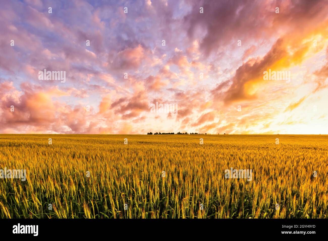 Sunset or sunrise on a rye field with golden ears and a dramatic cloudy ...