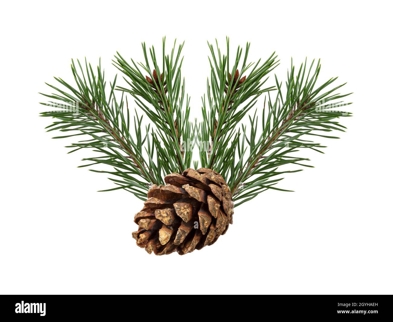 a branch of a Christmas tree with cones in isolation on a white ...