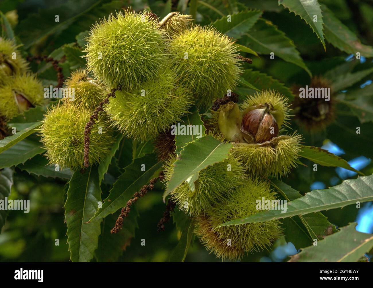 Chestnut Castanea sativa ripe fruit on a branch Stock Photo