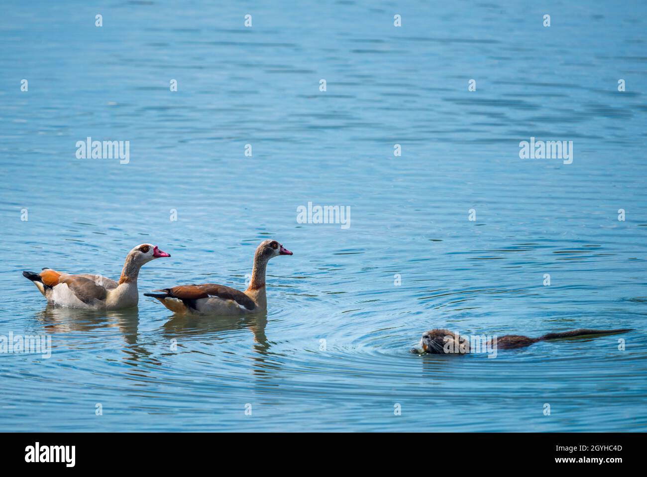 Coypu (Myocastor coypus) and Egyptian Goose (Alopochen aegyptiaca), two