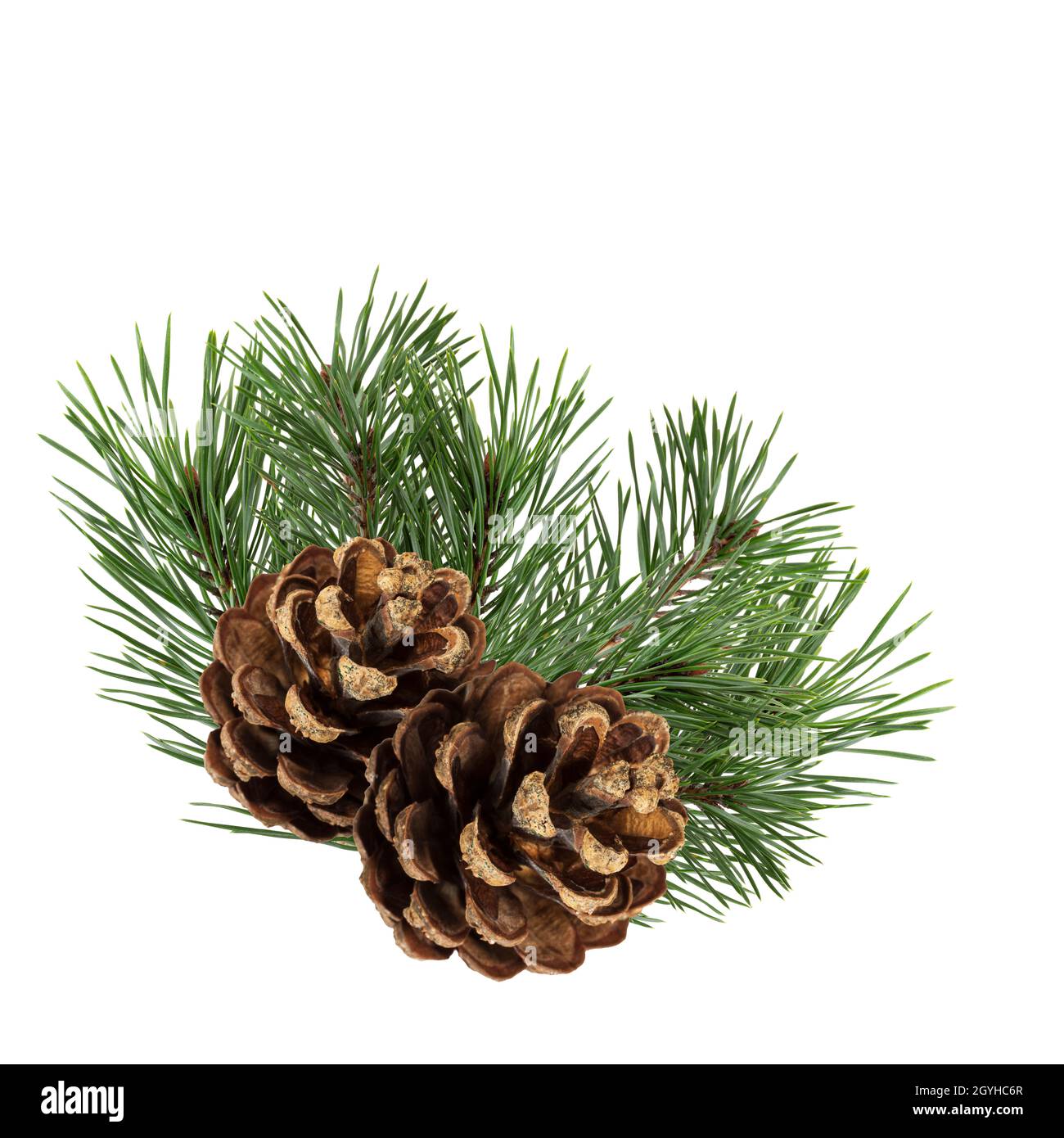 a branch of a Christmas tree with cones in isolation on a white ...