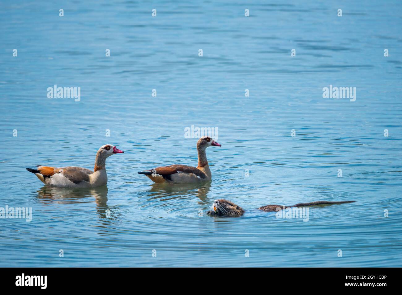 Coypu (Myocastor coypus) and Egyptian Goose (Alopochen aegyptiaca), two