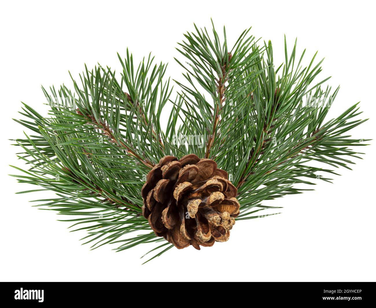 a branch of a Christmas tree with cones in isolation on a white ...