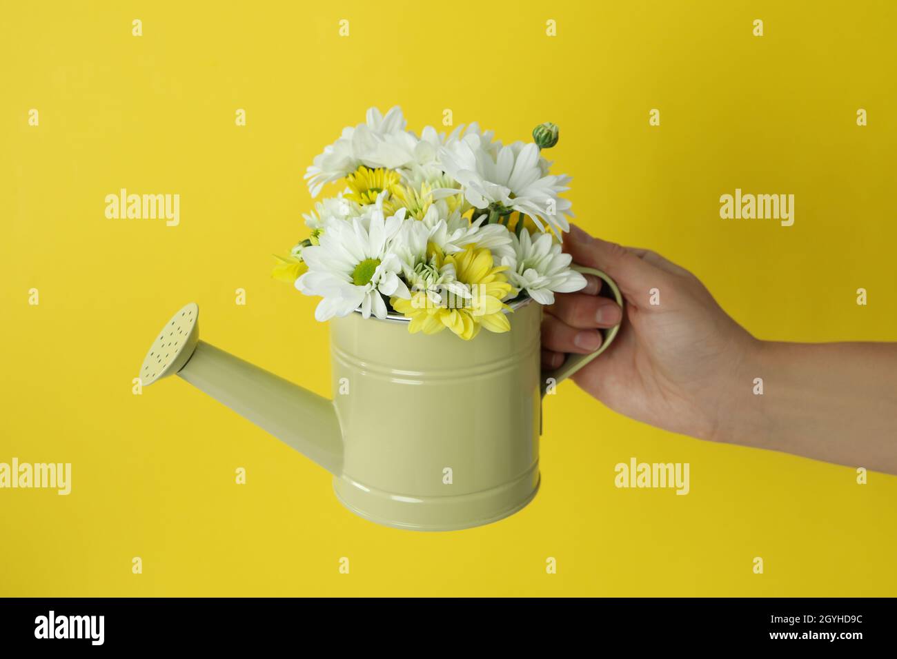 Female hand holds watering can with chrysanthemums on yellow background. Stock Photo