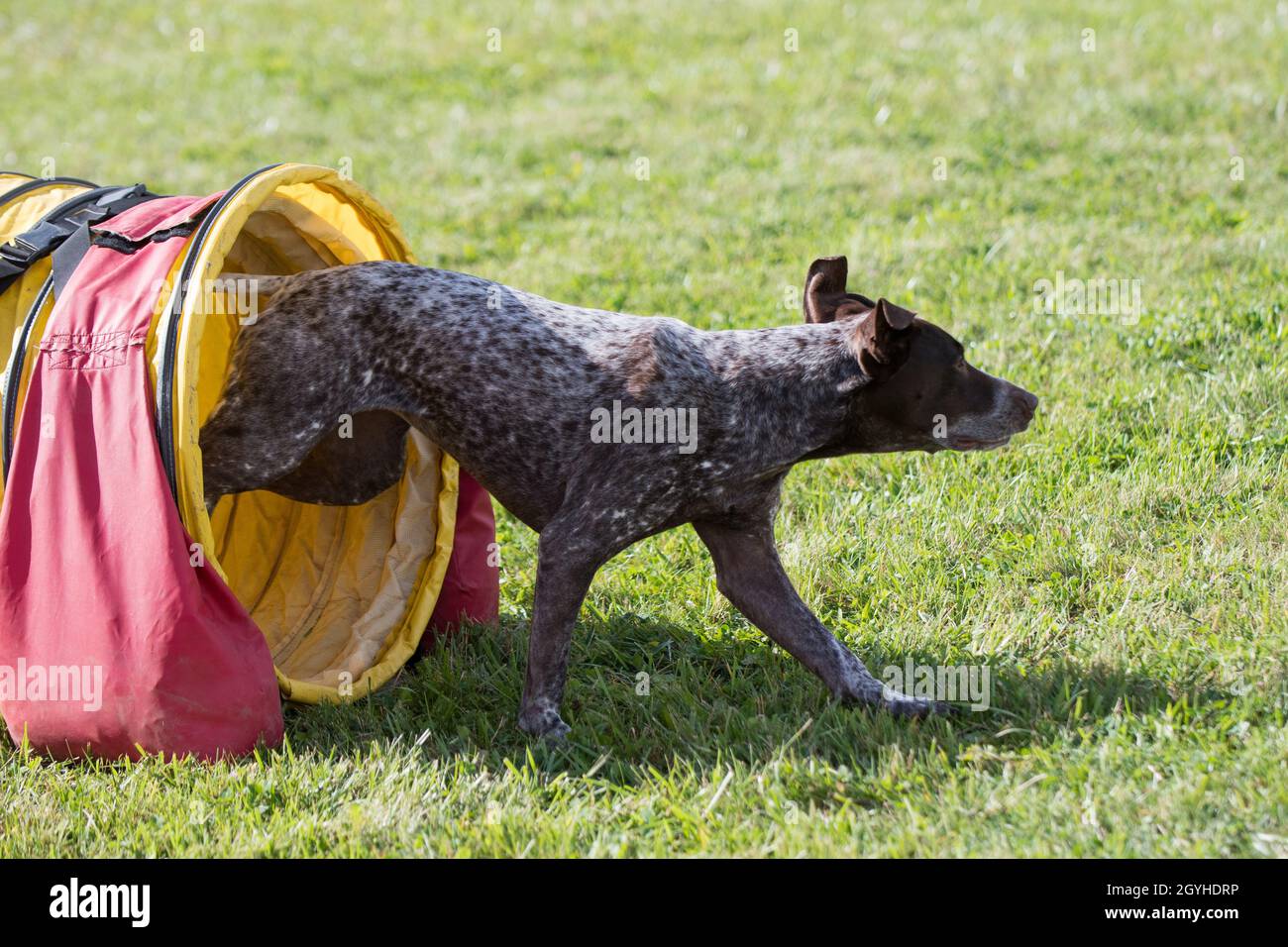 Dog running through tunnel Stock Photo Alamy