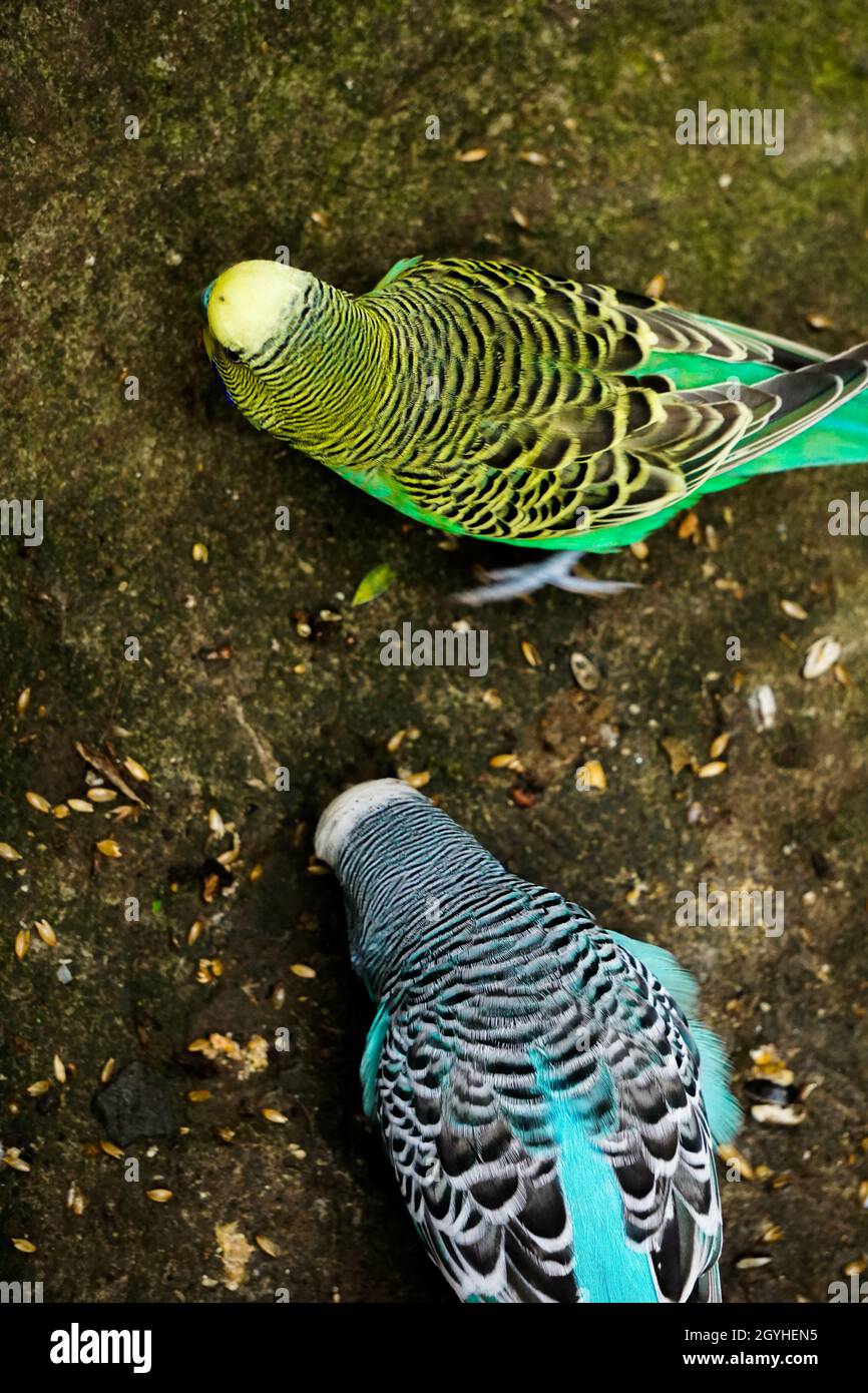 Overhead shot of green and blue seed-eating parrots resting outdoors Stock Photo