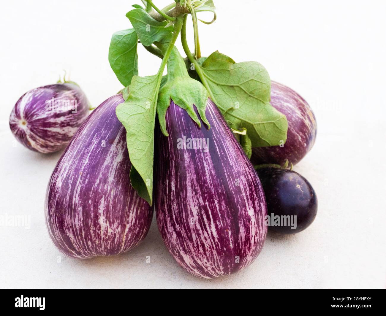 Fresh eggplants from the garden on a white background Stock Photo