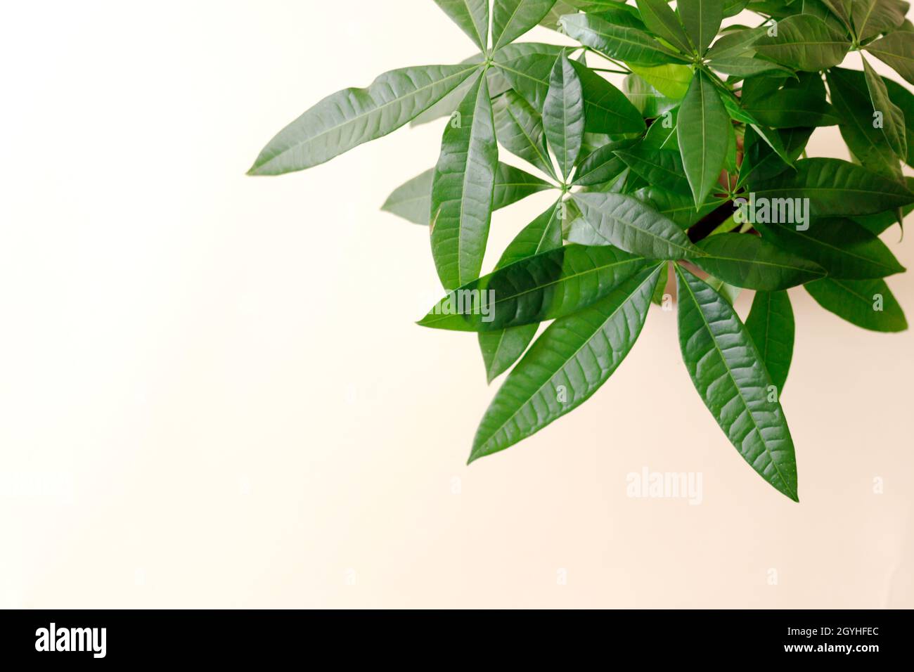 A "Money Tree" plant (Pachira Aquatica). Green pachira aquatica leaves on  beige background Stock Photo - Alamy