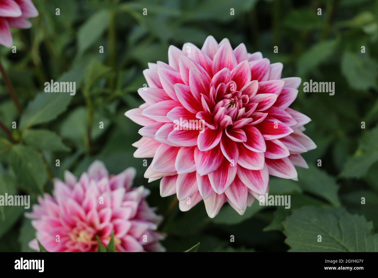Beautiful pink Dahlia flower close up photo at nature with a green ...