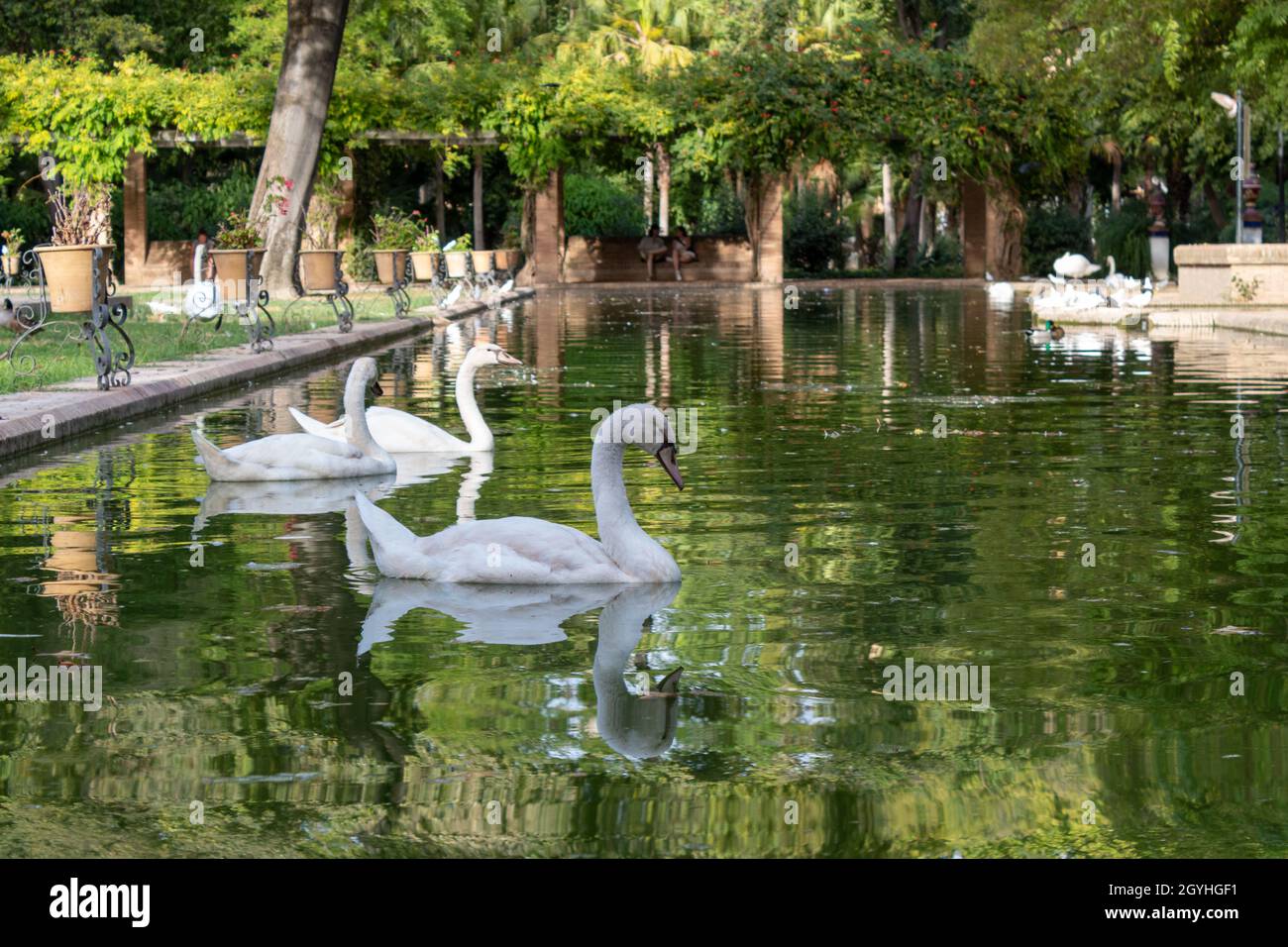 Beautiful shot of white swans on the lake Stock Photo - Alamy