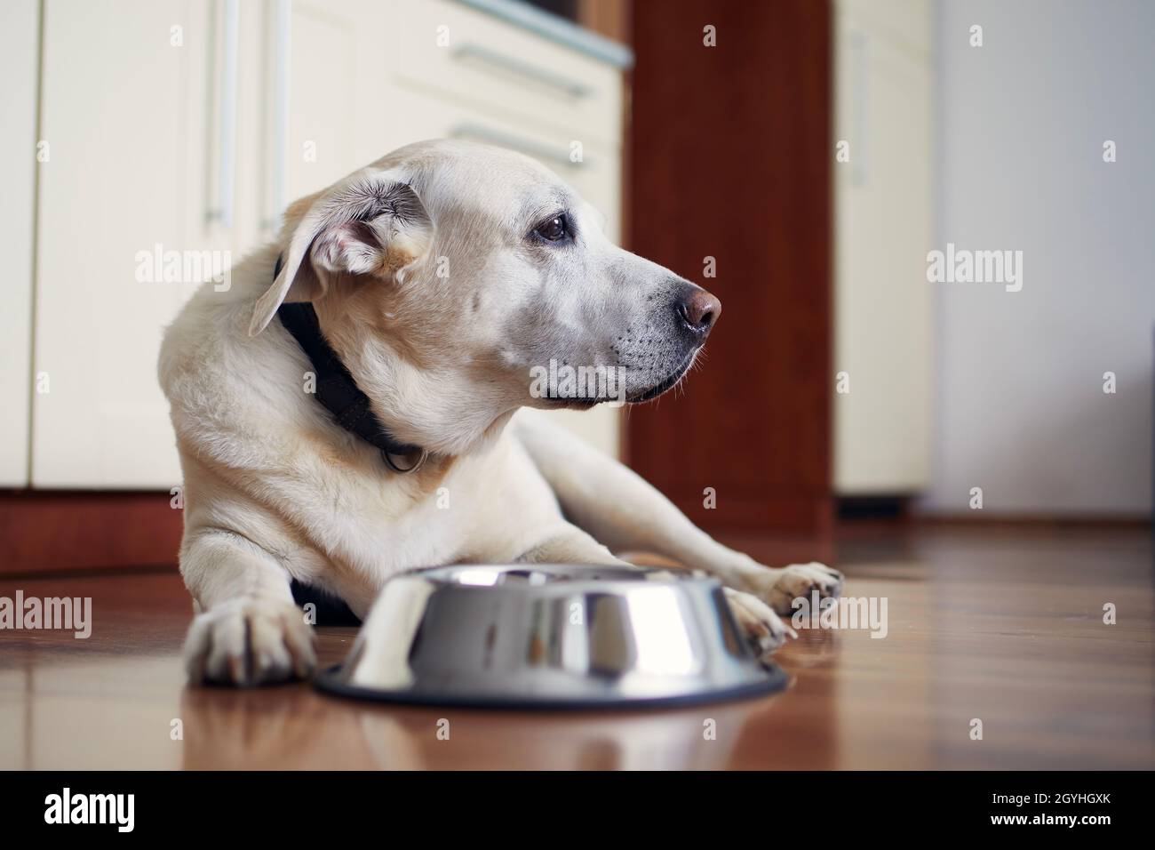 Old dog waiting for feeding. Labrador retriever lying near empty bowl in home kitchen. Stock Photo