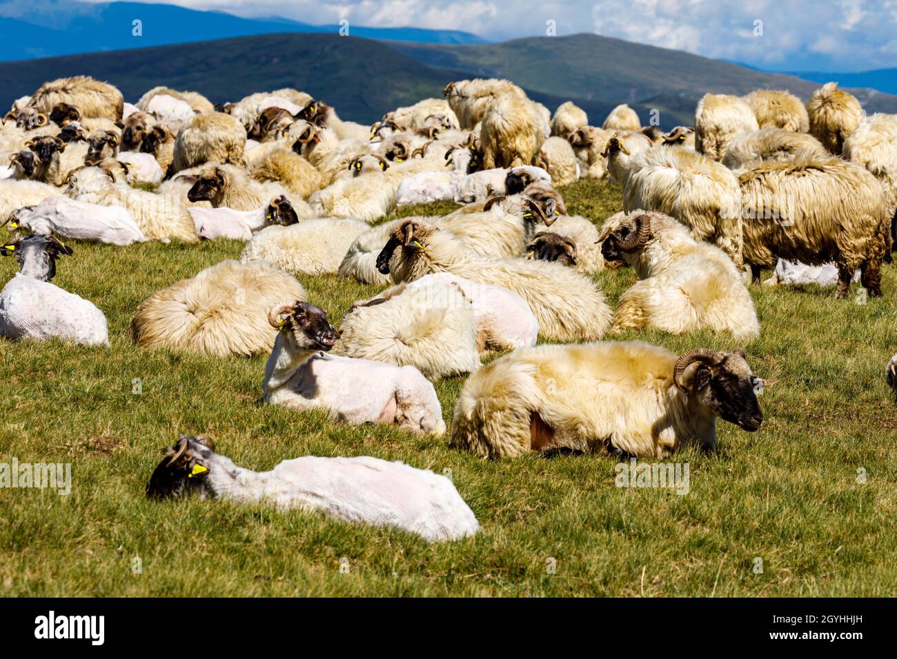 A herd of sheep in the carpathian of romania Stock Photo - Alamy