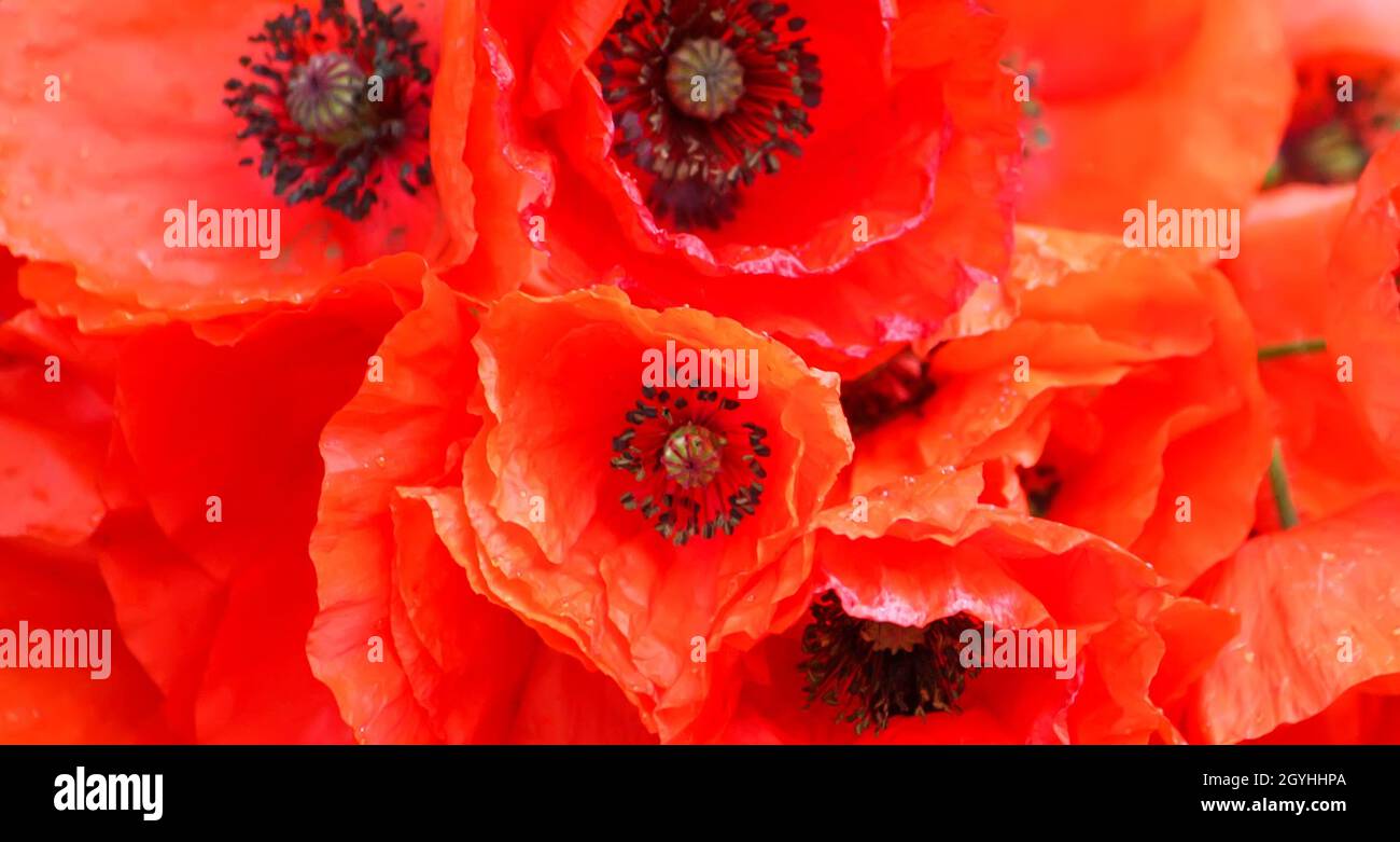Red poppy flowers in sunlight Stock Photo - Alamy