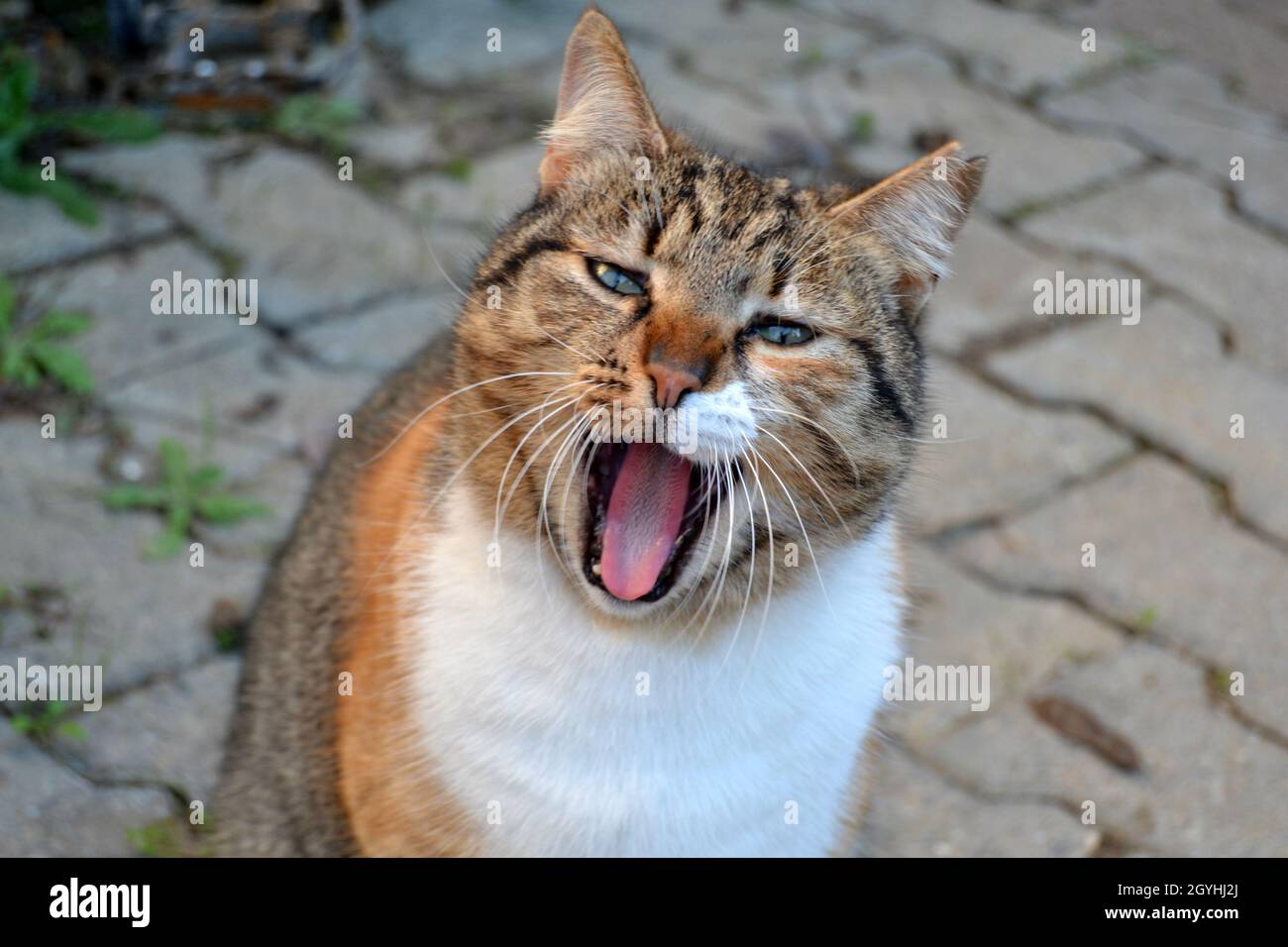 Stray Cat Speaking, Protesting, Swearing for Animal Rights Stock Photo
