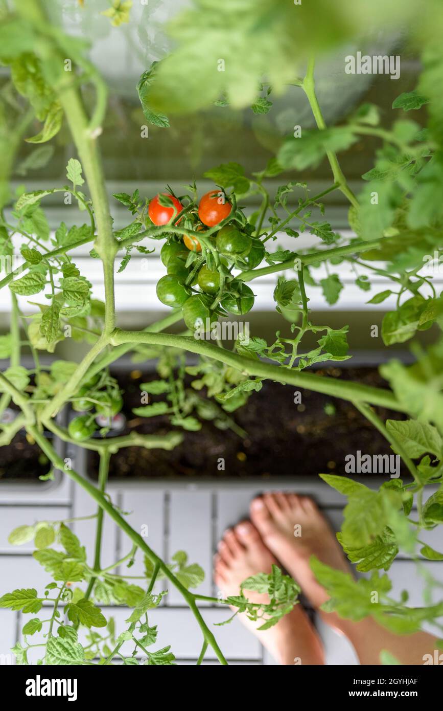 Cherry Tomato Plants