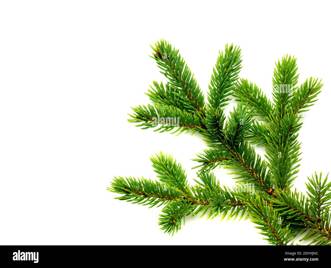 Fir branch isolated on white background Stock Photo - Alamy
