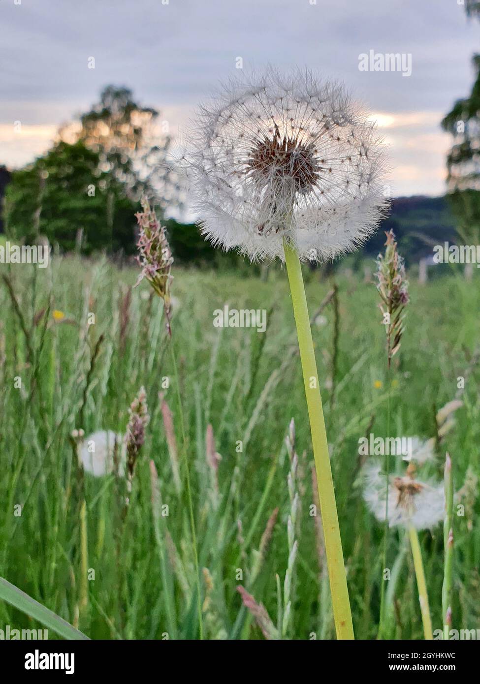 Dandelion sunset hi-res stock photography and images - Alamy