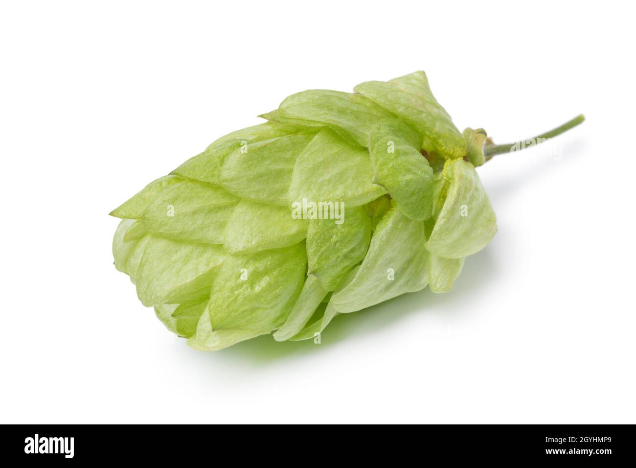 Single fresh green common hop fruit isolated on white background close up Stock Photo