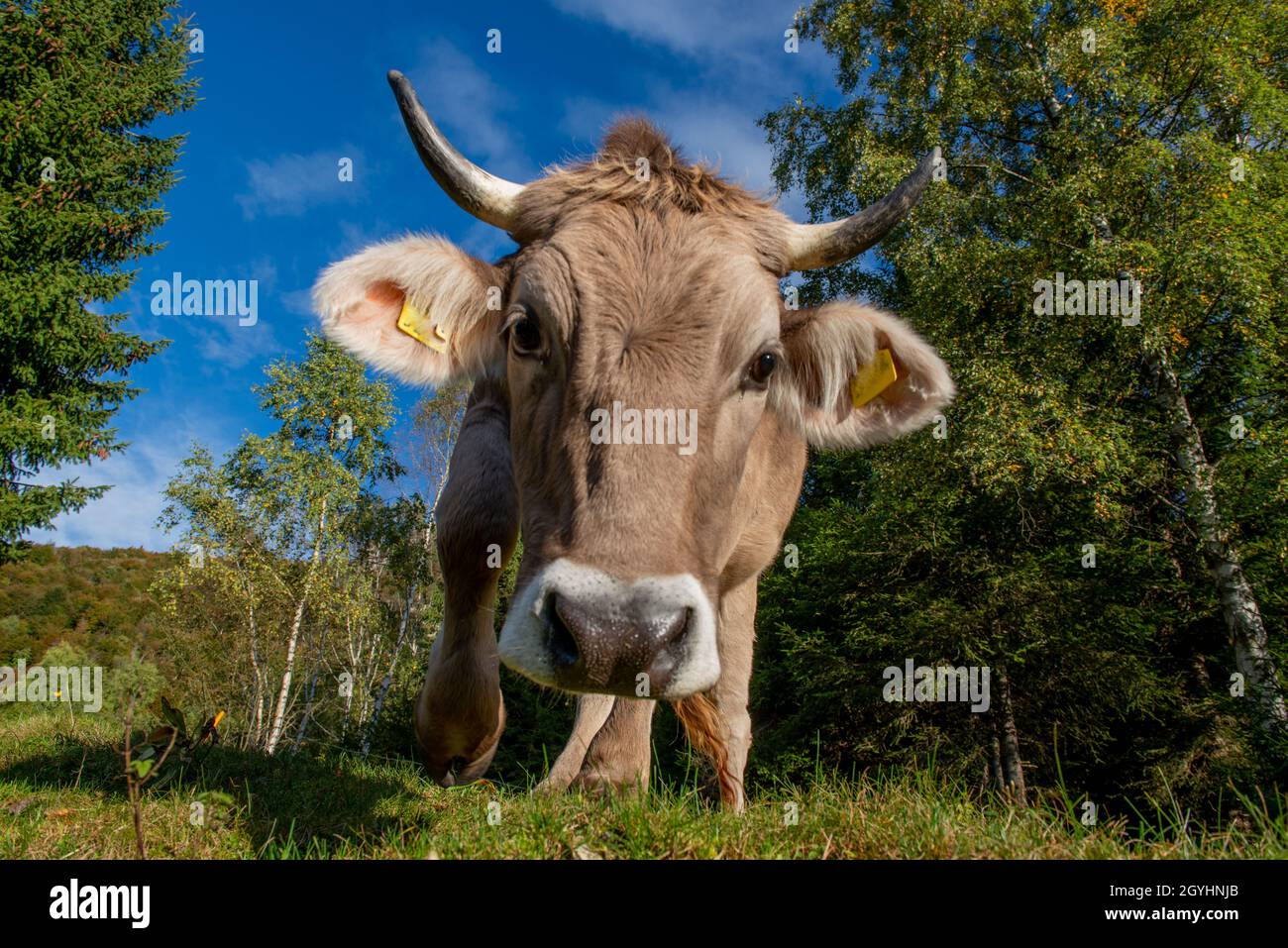 Grazing pasture and cow hi-res stock photography and images - Alamy