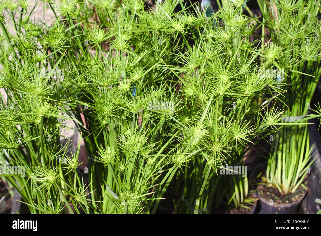 umbrella palm in the garden Stock Photo Alamy