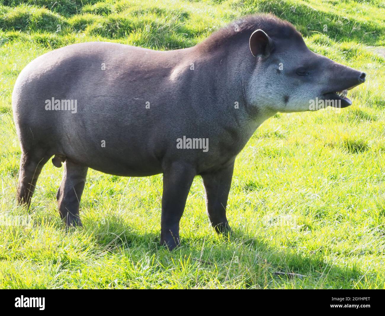 South American tapir (also called the Brazilian tapir or lowland tapir) Stock Photo