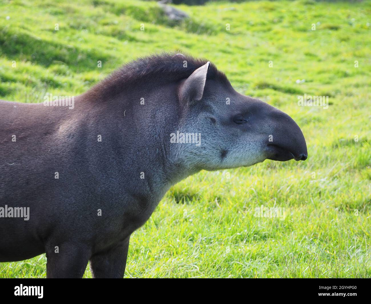 South American tapir (also called the Brazilian tapir or lowland tapir) Stock Photo