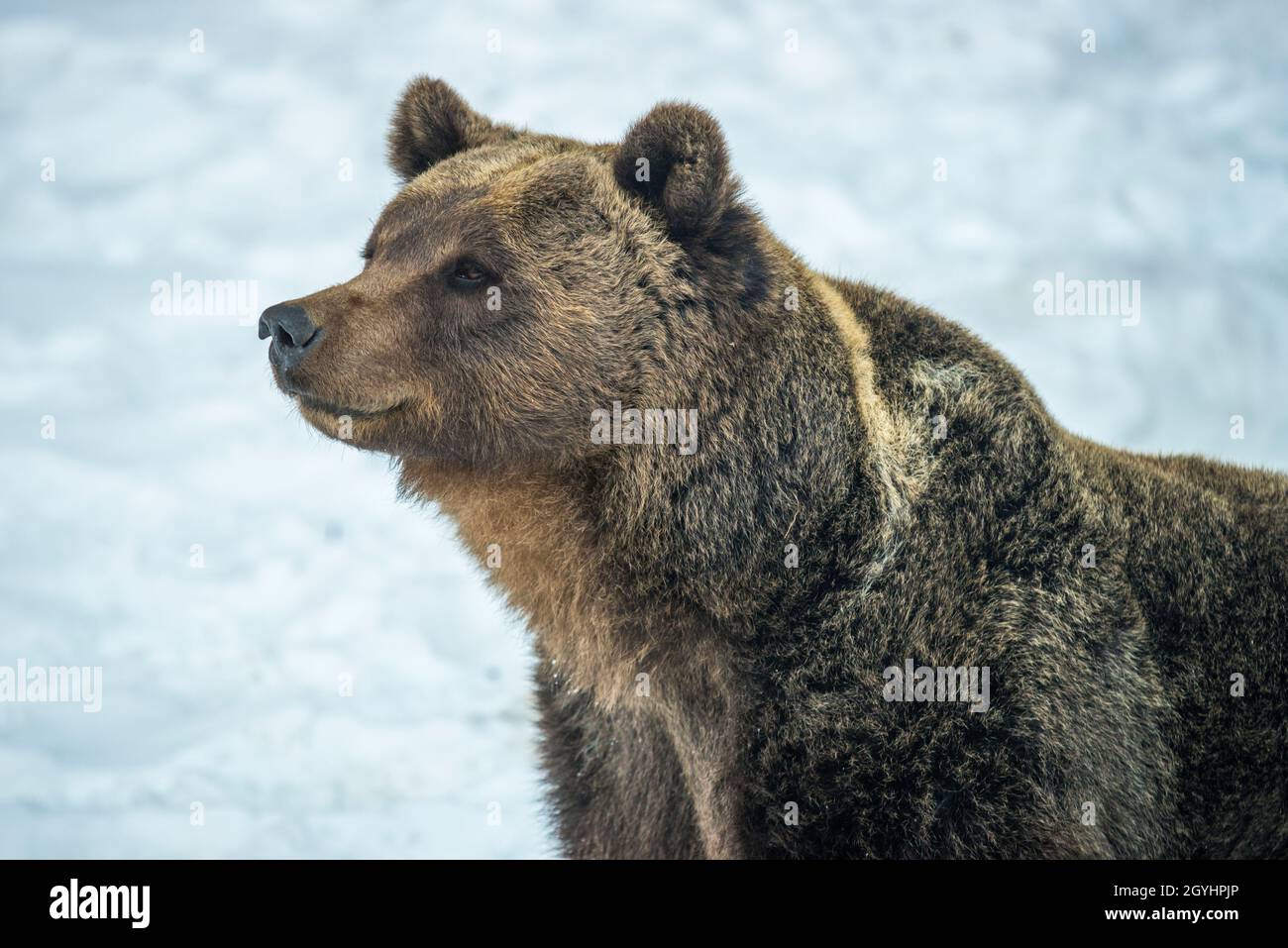 Brown bear (Ursus arctos) Stock Photo