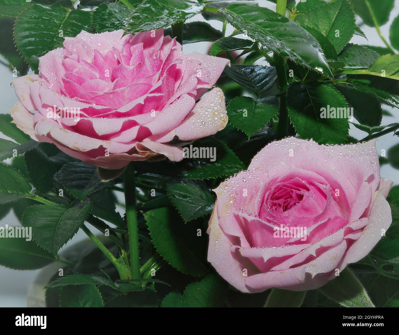 Garden stock rose hi-res stock photography and images - Alamy