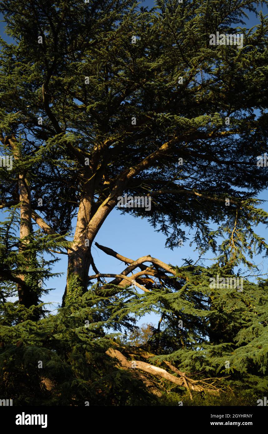 Lebanon cedar tree at St Mary & St Blaise church at Boxgrove Priory near Chichester, West Sussex, UK Stock Photo