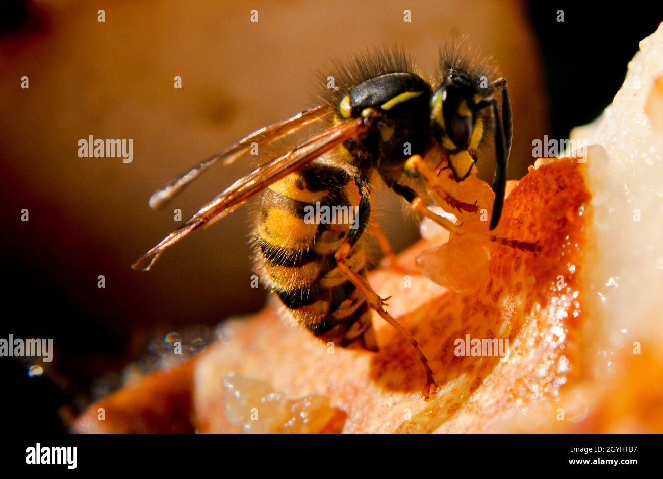 Common wasp (Vespula vulgaris) eating a rotten pear at the end of September Stock Photo