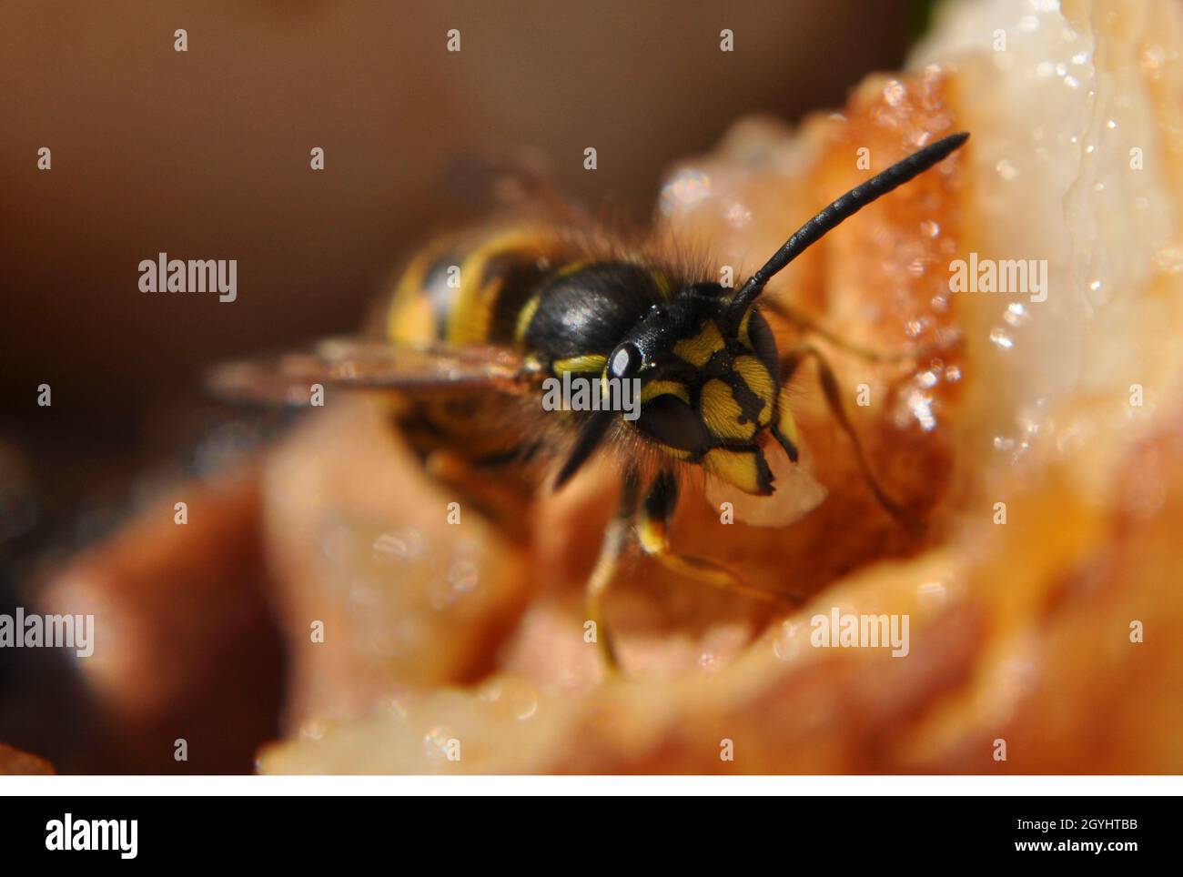 Common wasp (Vespula vulgaris) eating a rotten pear at the end of September Stock Photo