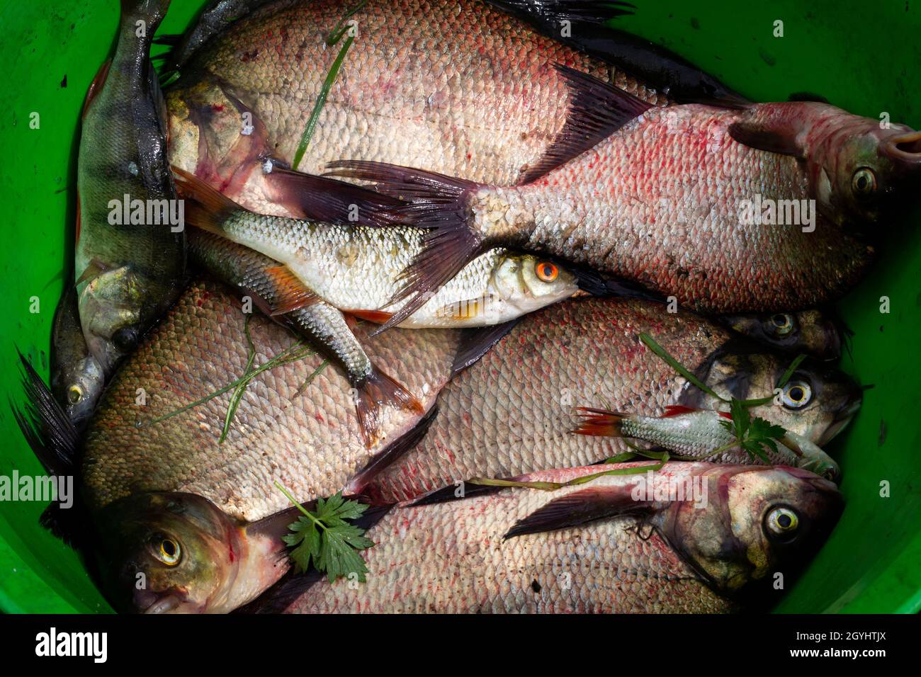 Freshly caught river rudd fishes. Just caught rudd lying on fishing net