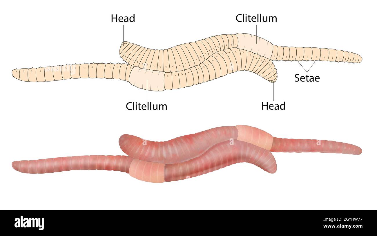 Sexual reproduction involves two earthworms Stock Photo