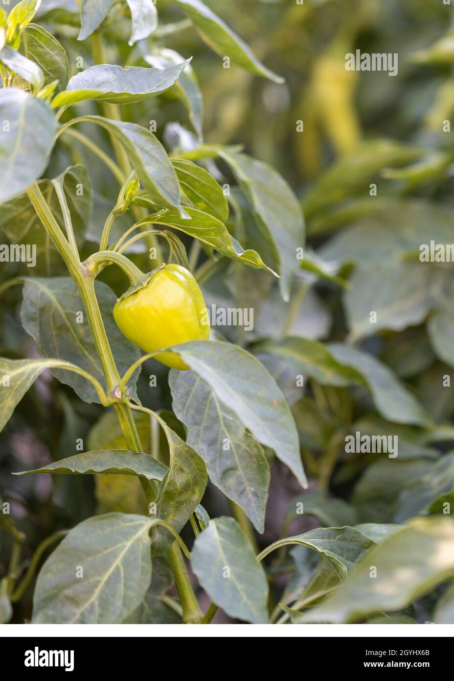 Bell pepper plant closeup. Planted in the field Stock Photo Alamy