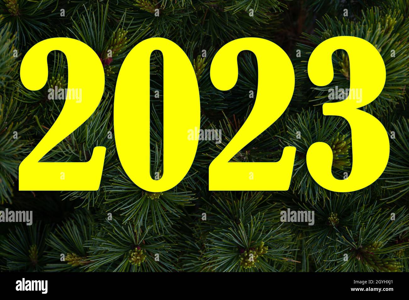 Numbers 2023 on a background of Pine branches close-up, natural Christmas background. Beautiful spruce branch with needles and young shoots in nature. Stock Photo