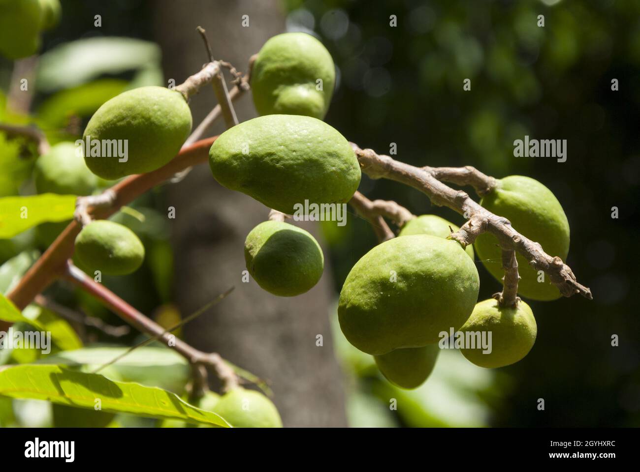 Green mangos on branch, Guatemala. Mangifera indica Stock Photo Alamy