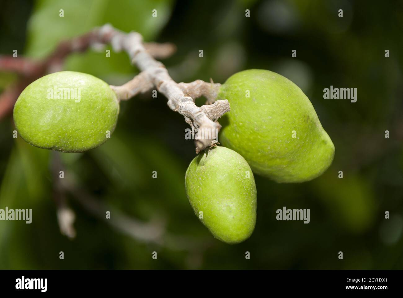 Green Mangos On Branch, Guatemala. Mangifera Indica Stock Photo - Alamy