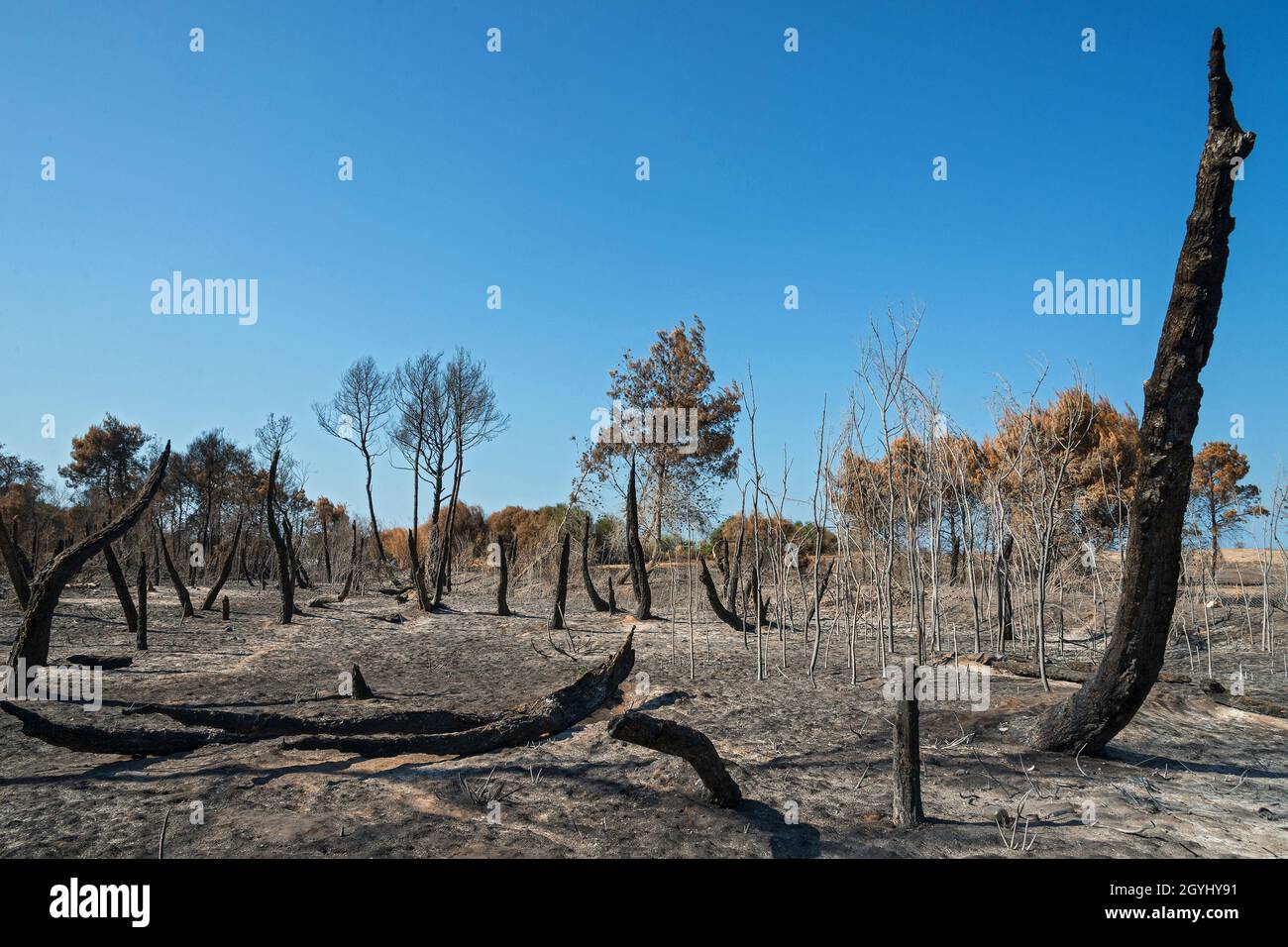 Campomarino (CB),Molise Region,Italy:What remains after the pine forest fire, which occurred in August 2021, on the coast of Campomarino Lido (CB). Stock Photo