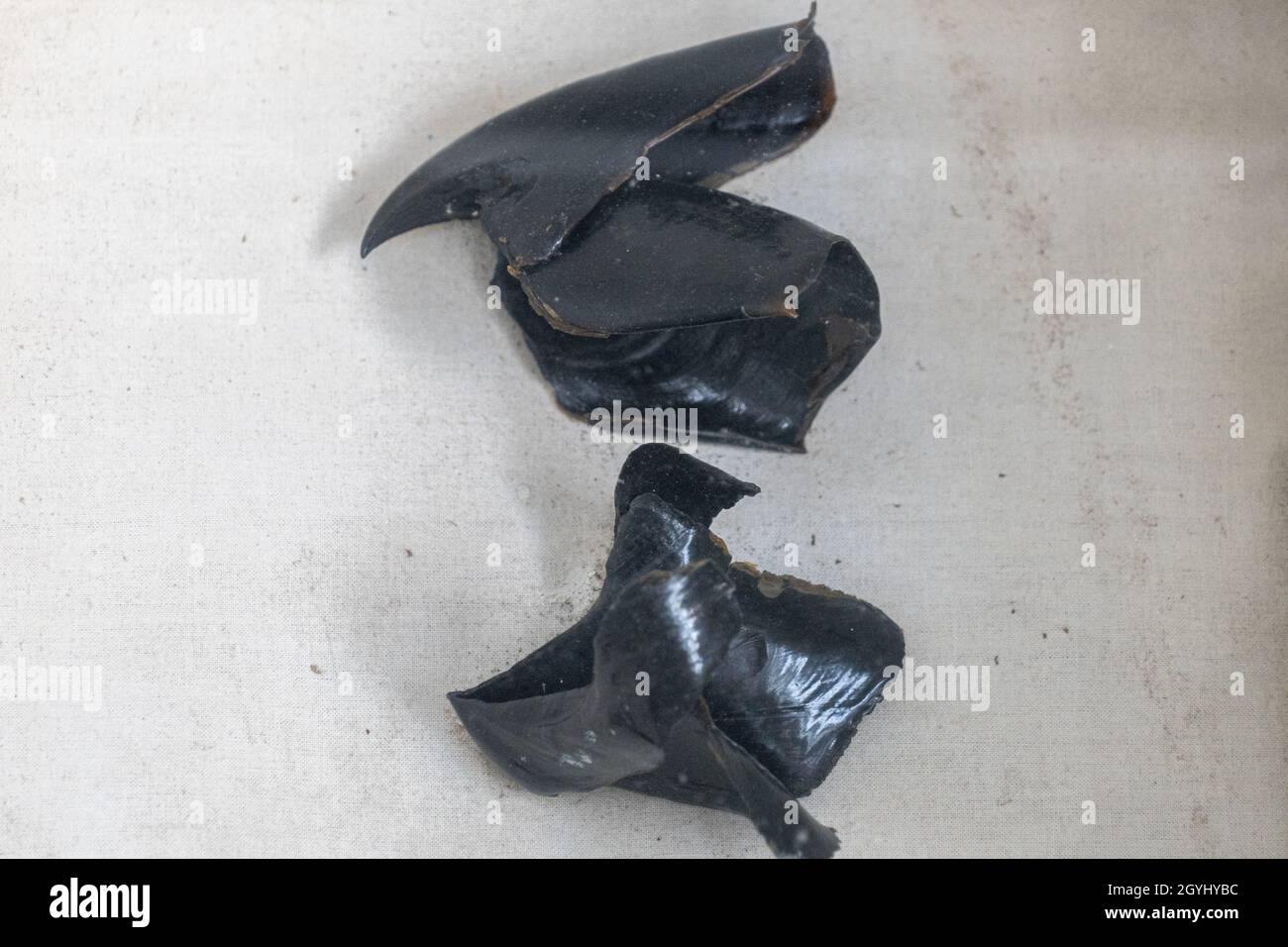 Mesonychoteuthis hires stock photography and images Alamy