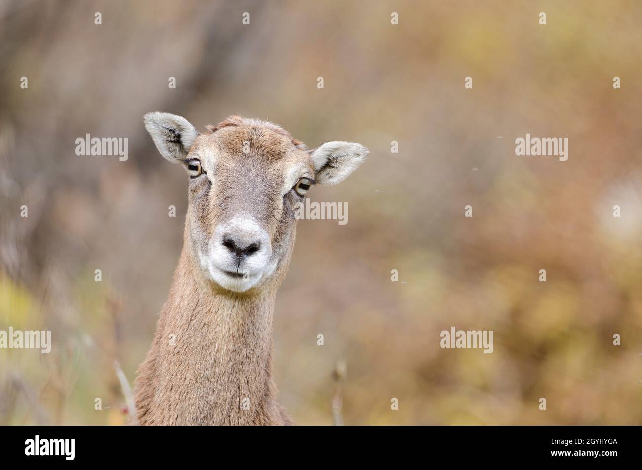 Ovis caprinae hi-res stock photography and images - Alamy