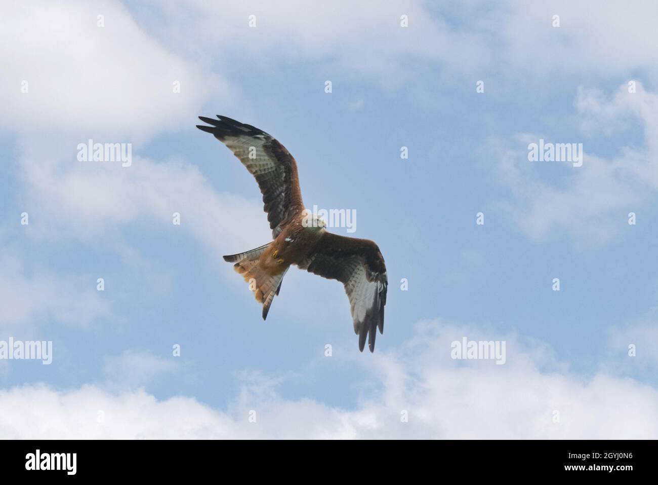 Red Kites flying over Farmland in Yorkshire Stock Photo