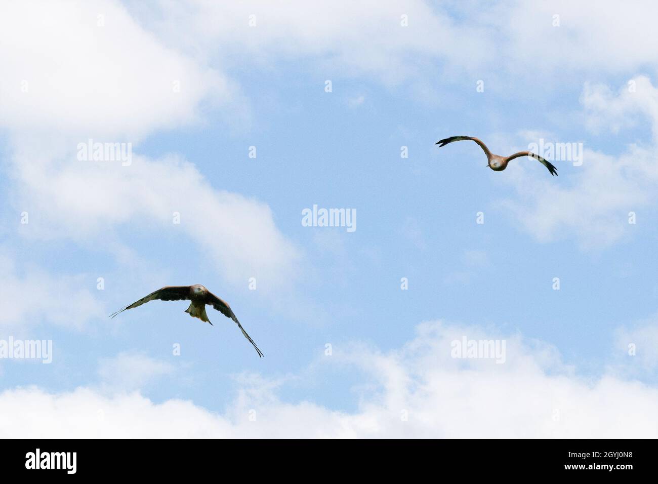 Red Kites flying over Farmland in Yorkshire Stock Photo