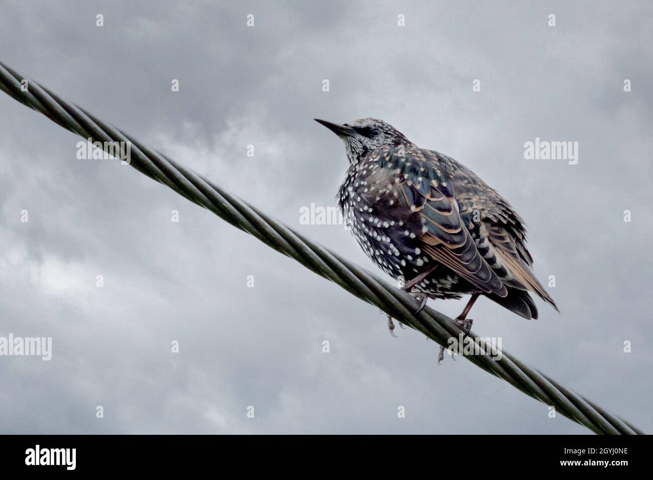 Starling sitting on electrical wire. Farndale North York Moors Stock Photo