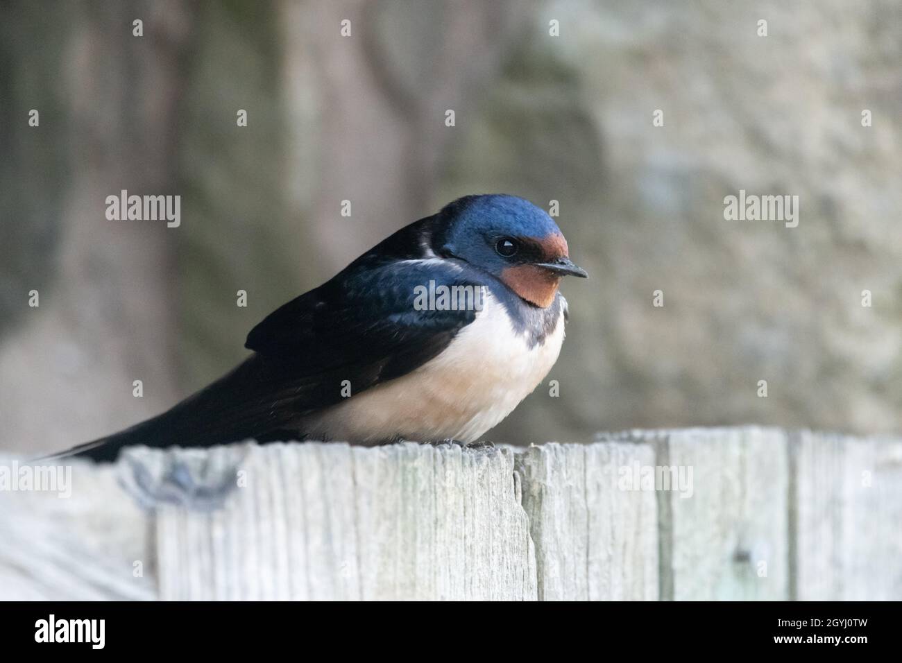 Swallows on Yorkshire Farm North York Moors Stock Photo