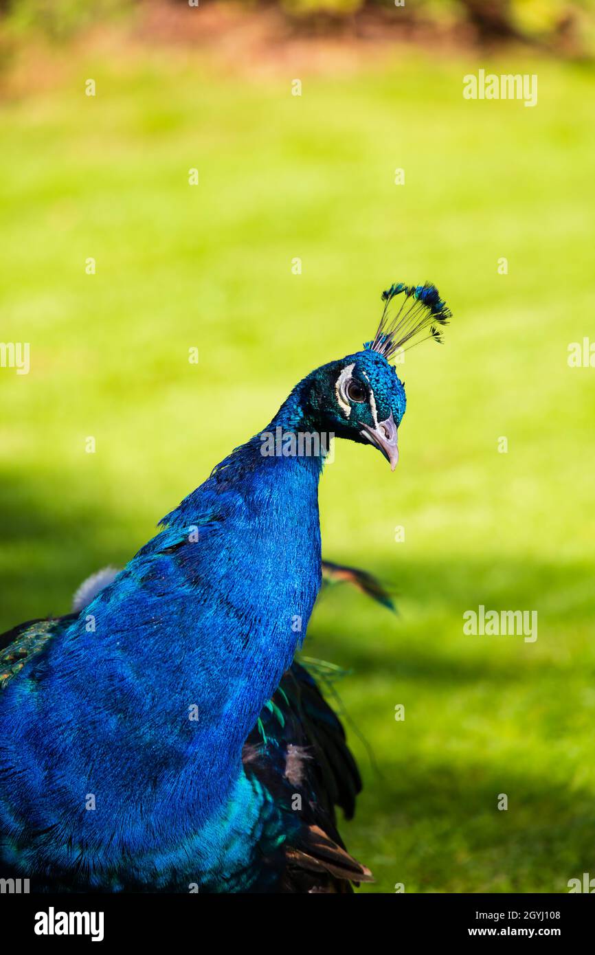 Iridescent blue Indian Peacock, Phasianidae Pavoninae, against pale green background Stock Photo