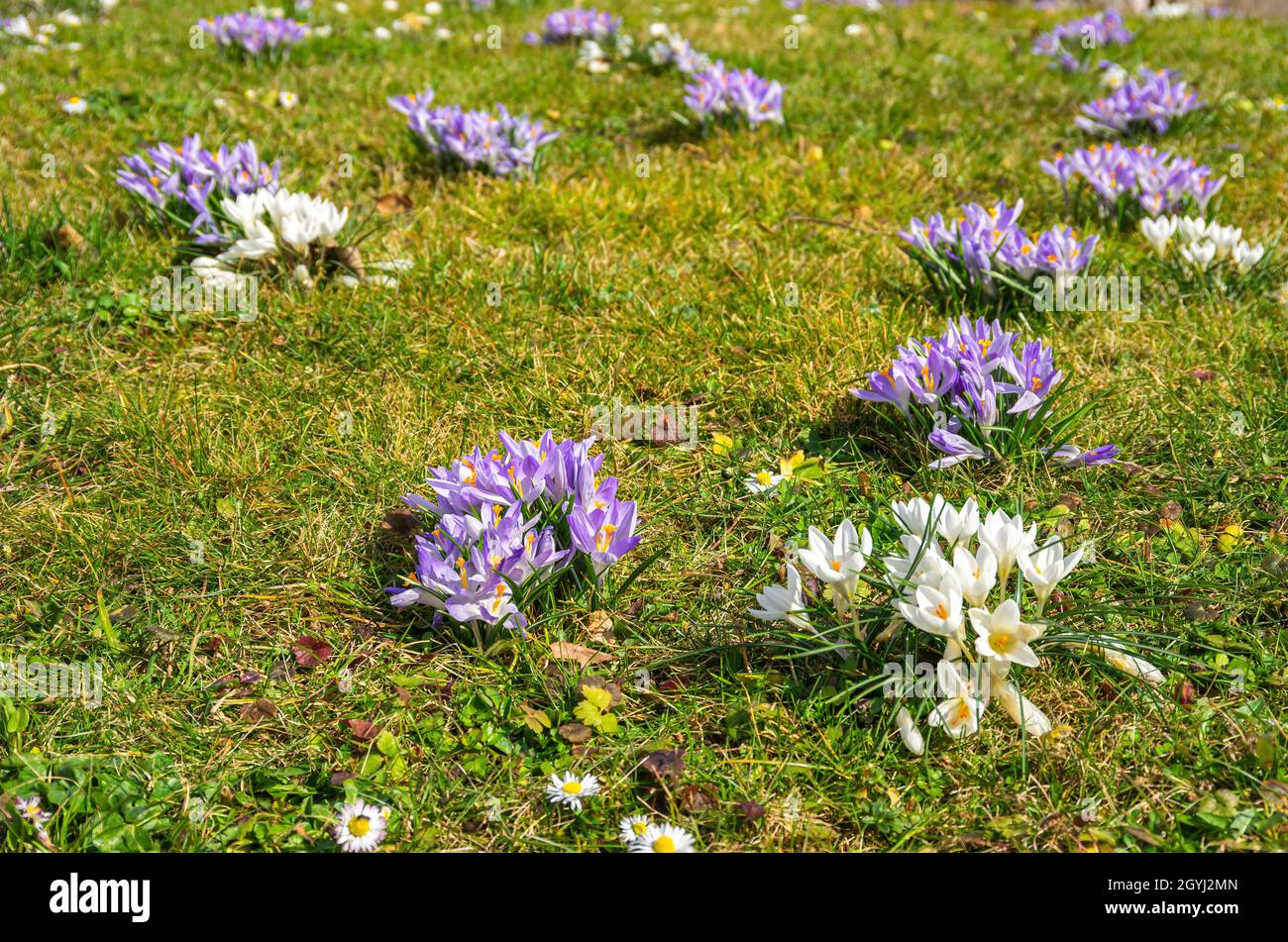 Crocuses as early bloomers on a meadow announce the beginning of spring. Stock Photo