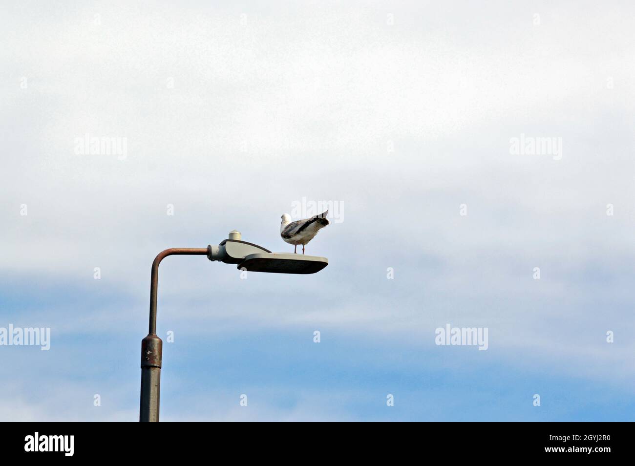 COLWYN BAY. CONWY COUNTY. WALES. 06-19-21. Rhos on Sea, a gull seated on a lamp post on the promenade. Stock Photo