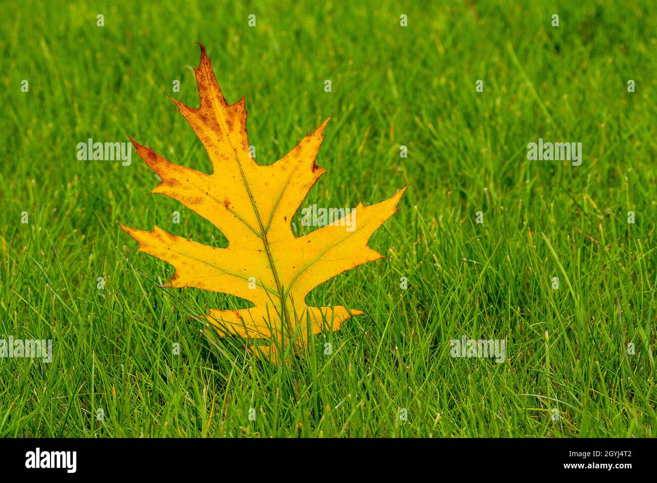 Horizontal image of fallen Maple leaf in yellow on the green grass ...
