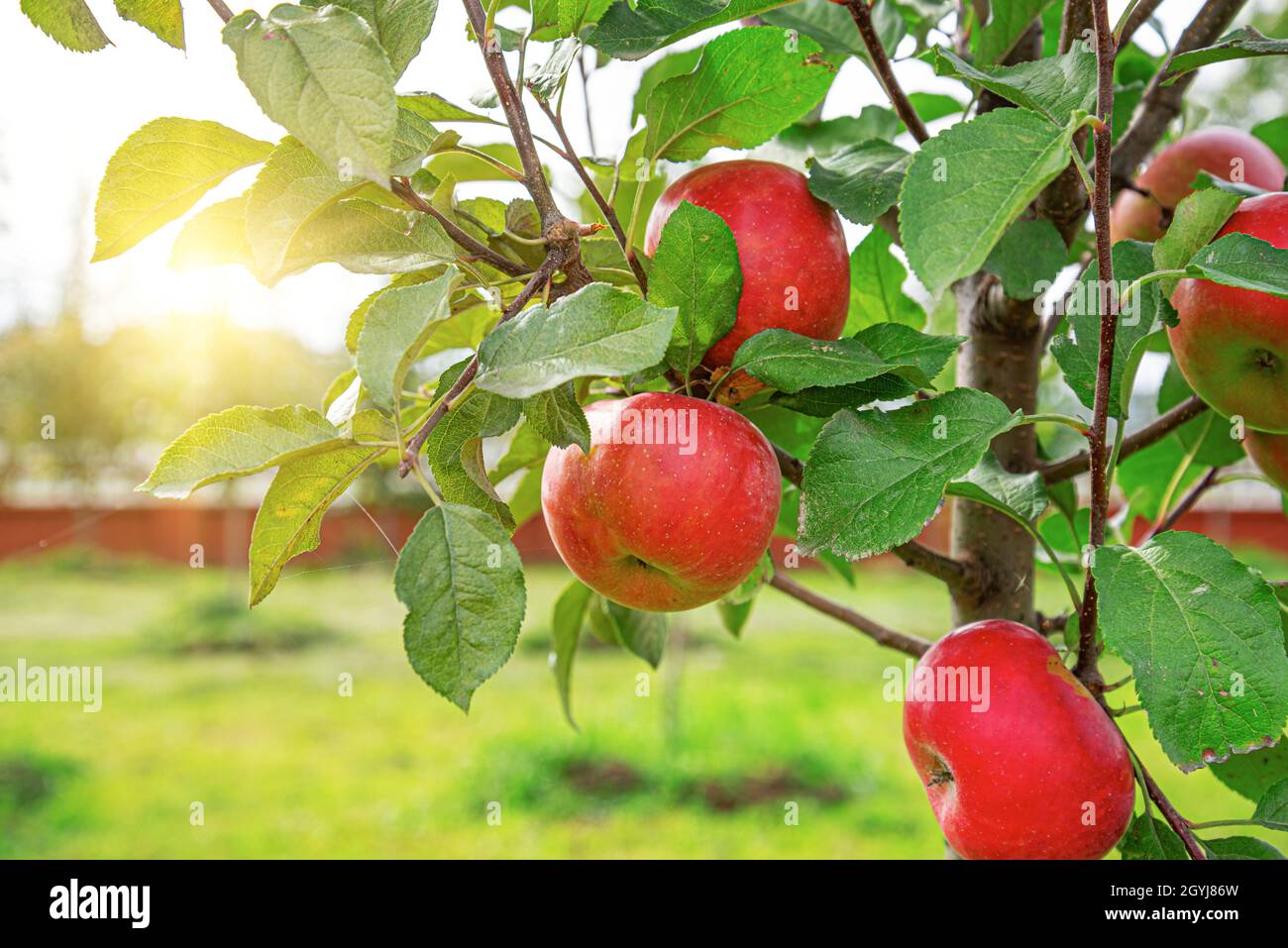 The apples are hanging on the tree Stock Photo - Alamy