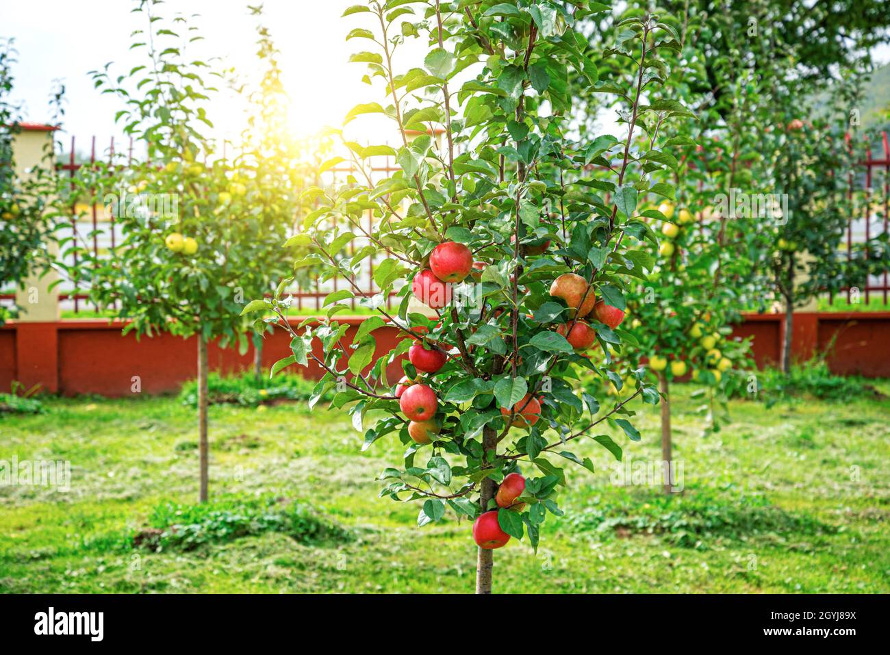 The apples are hanging on the tree Stock Photo - Alamy